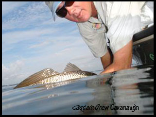 [Image: Redfish%20In%20Water.jpg]