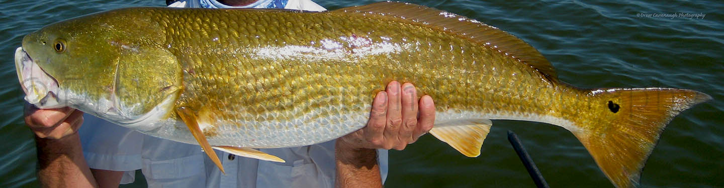 https://www.floridainshorefishingcharters.com/images/gallery/middleimage/misc-middle-images/redfish-guides.jpg